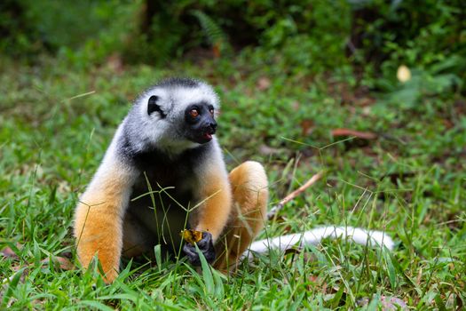 One diademed sifaka in its natural environment in the rainforest on the island of Madagascar