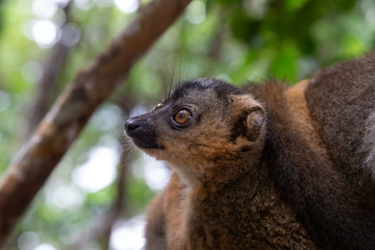 The portrait of a red lemur in its natural environment