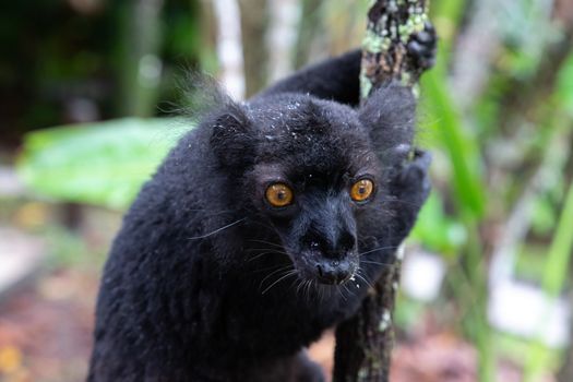 One black lemur on a tree awaiting a banana