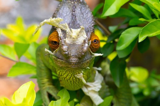 One Colorful chameleon on a branch in a national park on the island of Madagascar