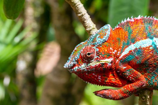 One Colorful chameleon on a branch in a national park on the island of Madagascar