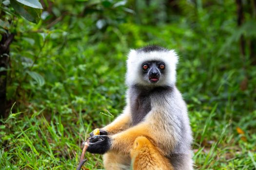 One diademed sifaka in its natural environment in the rainforest on the island of Madagascar