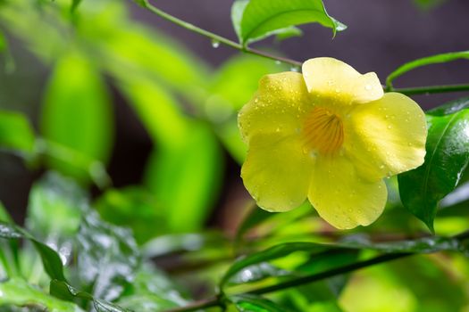 One yellow native flower of Madagascar with small raindrops