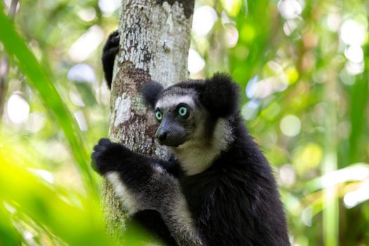 One Indri lemur on the tree watches the visitors to the park