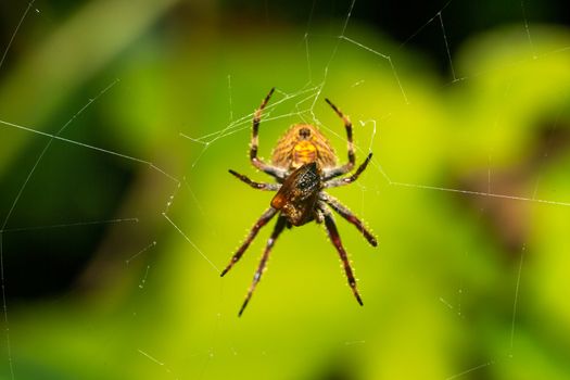 A spider in its web in the rainforest