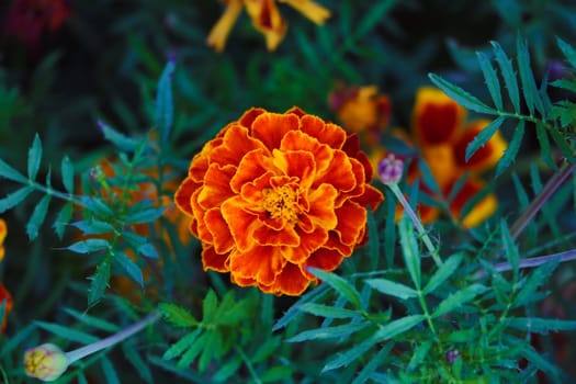 Flowers Tagetes Patula Marigold in garden in a summer season