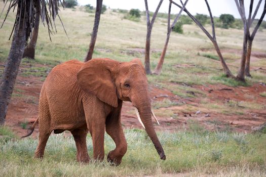 The red elephant walks among the palm trees and trees