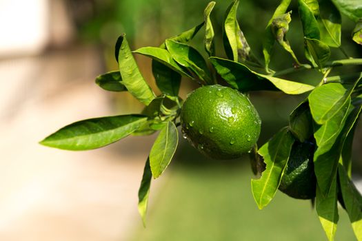 A tangerine trees with unripe fruits and green leaves