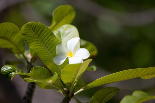 Plumeria flower on the tree with green leaves on the islands garden