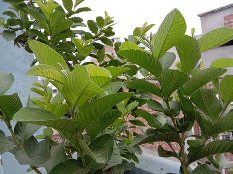 green colored guava tree on roof garden