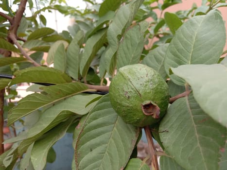 green colored guava tree on roof garden