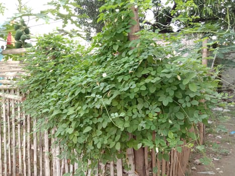 white colored flower with green tree on garden