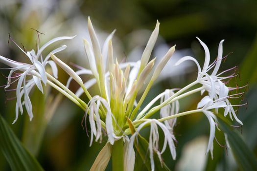 Exotic white flowers in a garden