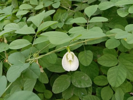 white colored flower with green tree on garden