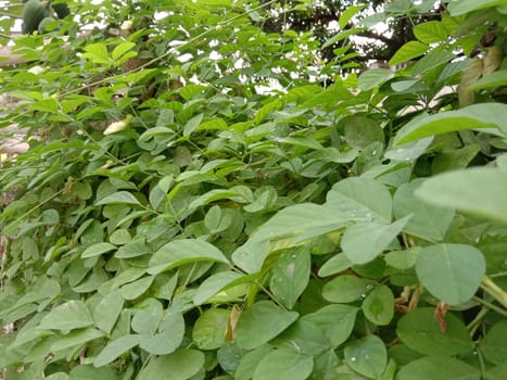 white colored flower with green tree on garden