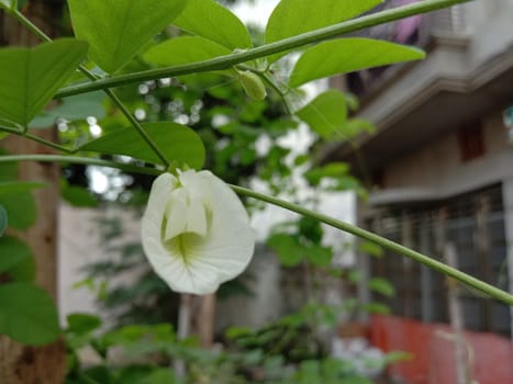 white colored flower with green tree on garden