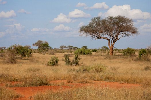 A big tree in the savannah between another plants with a blue sky