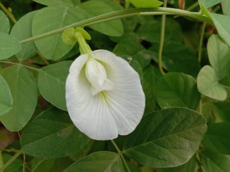 white colored flower with green tree on garden