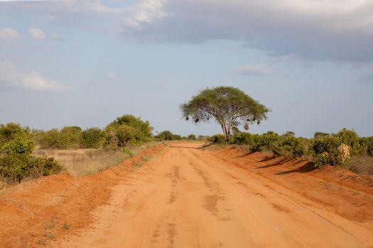 A way with red soil throught the savanna with a lot of trees and green plants