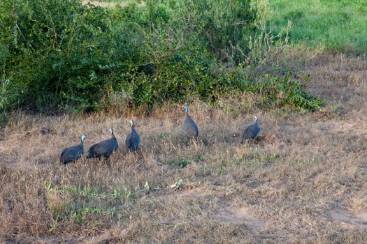 A native bird, Masai chicken, in the grass