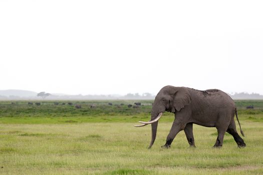 An elephant in the savannah of a national park in Kenya