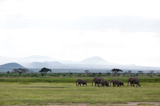 Family of elephants is walking in the national park