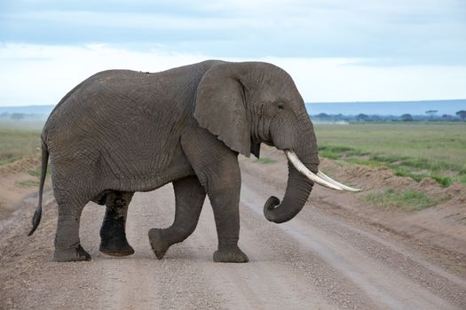 An elephant in the savannah of a national park in Kenya