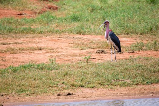 A marabu bird is standing in the near of waterhole