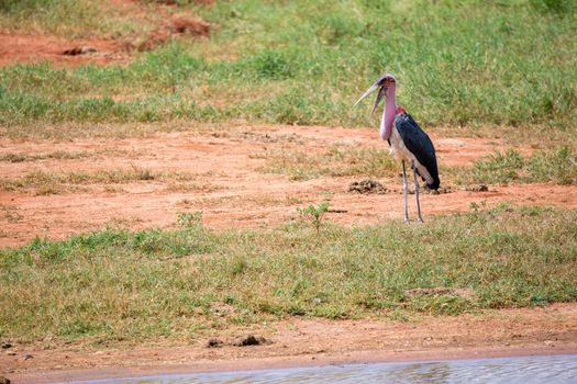 A marabu bird is standing in the near of waterhole