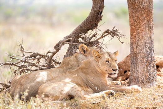 Some lions rest in the shade of a tree