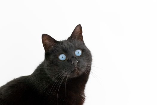 Beautiful black cat poses on a white background