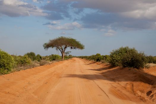 A way with red soil throught the savanna with a lot of trees and green plants