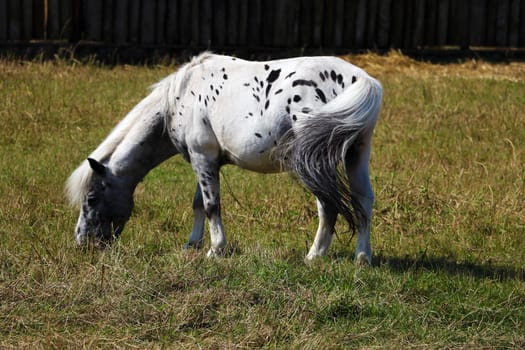 Young ponies walk in the meadow. Eating grass on a clear sunny day