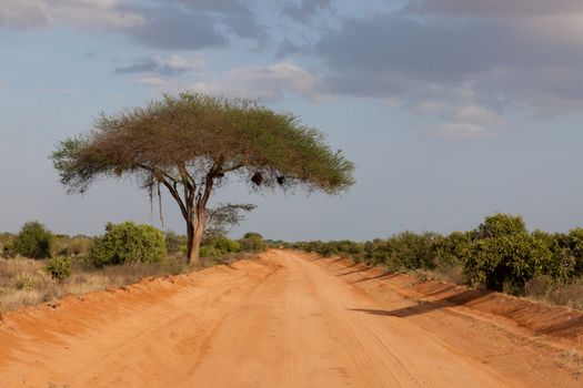 A way with red soil throught the savanna with a lot of trees and green plants