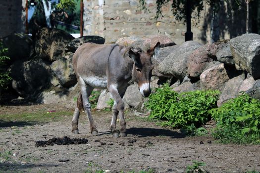 Donkey walks through the park on a sunny day