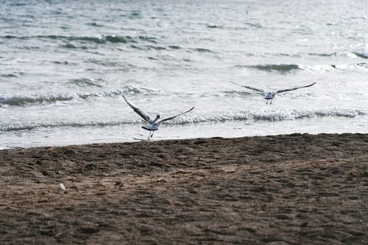 Sea birds fly together along the lakeside. Photo in Qinghai, China.