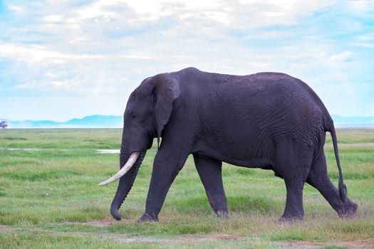 An elephant in the savannah of a national park in Kenya