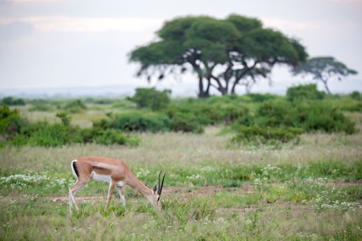 The Thomsons gazelle in the grassland of Kenya with a lot of plants