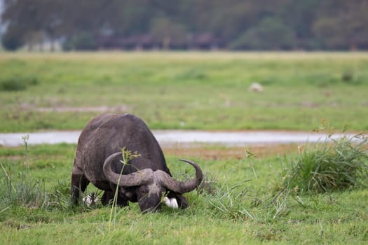 A big buffalo in the grassland of the savannah