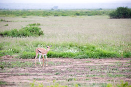 The Thomsons gazelle in the grassland of Kenya with a lot of plants