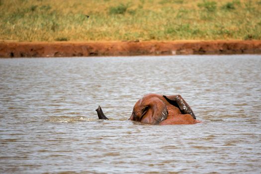 One big red elephant take a bath in the waterhole
