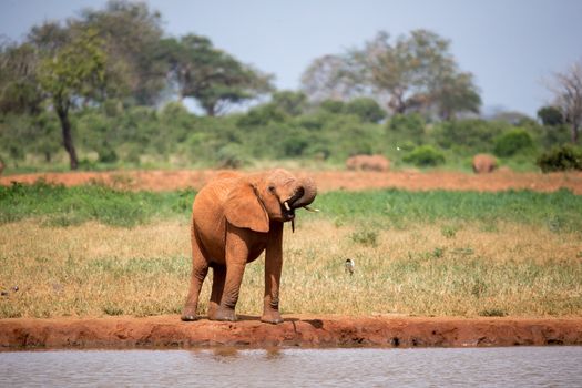 A red elephant is drinking water from the waterhole