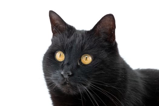 Beautiful black cat poses on a white background