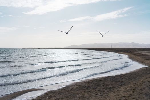 Sea birds fly together along the lakeside. Photo in Qinghai, China.