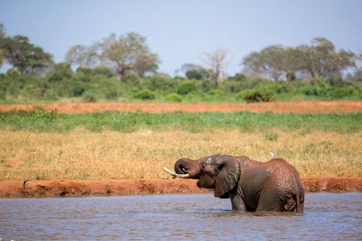 Elephant on the waterhole in the savannah of Kenya