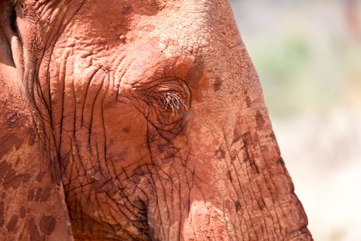 A face of a red elephant in close-up