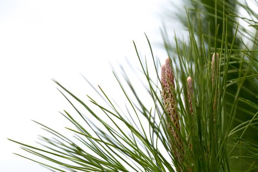 A green plant with long needles and elongated cones