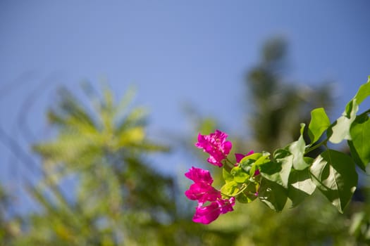 Colorful flowers on a tree with green leaves and blue sky
