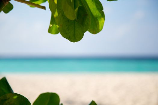 Frames with a view to the beach and green leaves on side