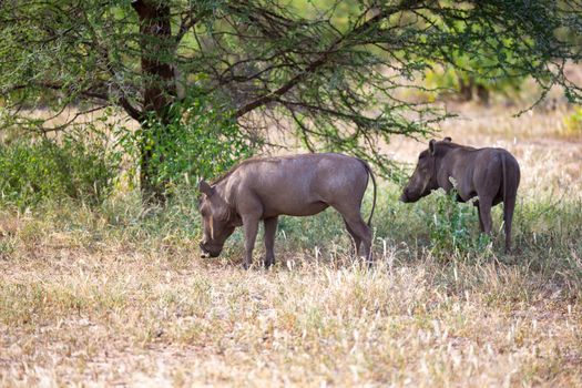 One warthog in the savannah of Kenya